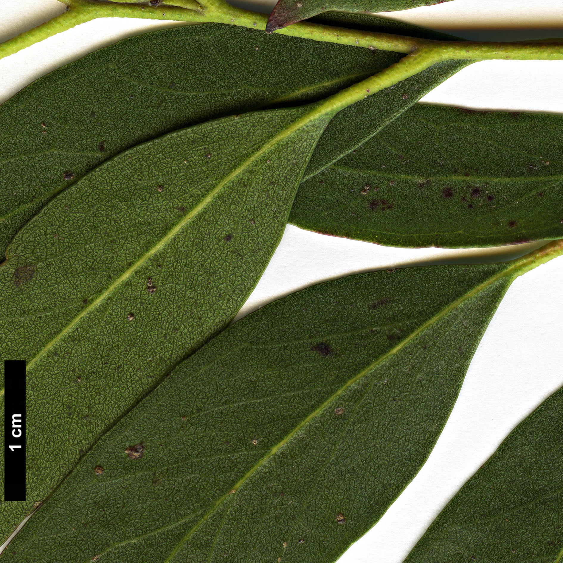 High resolution image: Family: Myrtaceae - Genus: Eucalyptus - Taxon: amygdalina × E.pauciflora